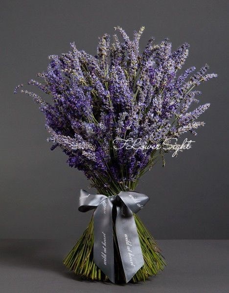 Hoa cưới tím lavender, hoa cô dâu tím